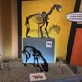 Photo of Museo de Paleontologia de Guadalajara