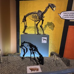 Museo de Paleontologia de Guadalajara