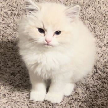 Day Spring Ragdolls - Ragdoll Kitten - Pet Breeders Near Me - Shingle Springs, California