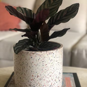 Plantiitas - Home Decor Near Me - Long Beach, California