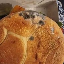 moldy burger moldy burger