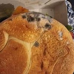 McDonald's - Moldy burger