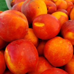 South Bay Galleria Farmer's Market