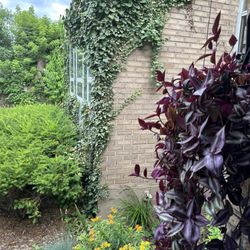 Herfert Chiropractic Clinic - The beautiful plants out front
