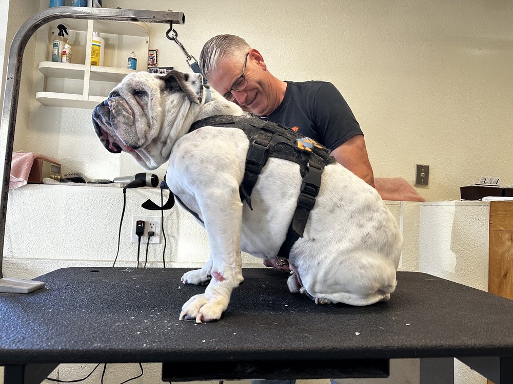 DOGGIE BATHOMATT Updated August 2024 25 Photos & 133 Reviews