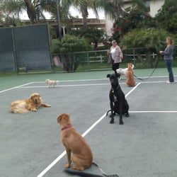 Dream Dog Academy