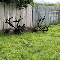 Summerfield Zoo - Reindeer