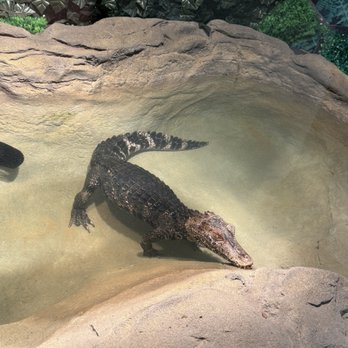 Little Ray's Nature Center - Dwarf caiman - Zoos Near Me - Syracuse, New York Little Ray's Nature Center - Dwarf caiman - Zoos Near Me - Syracuse, New York