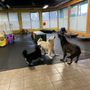 Photo of 4 Paws Play House