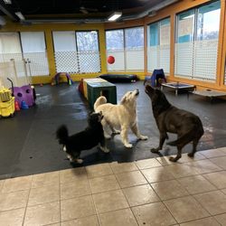 4 Paws Play House