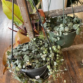 Seed To Stem - Antiques Near Me - Worcester, Massachusetts