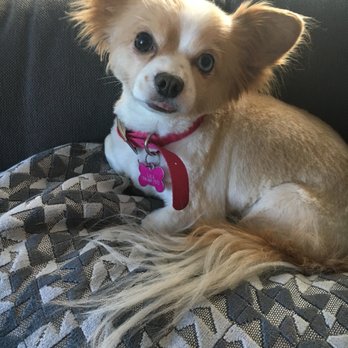Puff & Fluff Grooming - Uptown - After photo of Lola - Pet Groomers Near Me - Phoenix, Arizona