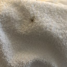 Dead bug