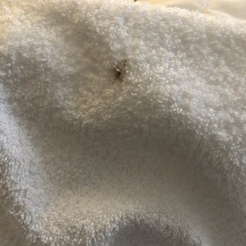 SpringHill Suites by Marriott Austin The Domain Area - Dead bug - Hotels Near Me - Austin, Texas