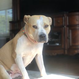 This is our "violent" dog who was mistreated at this gross establishment.