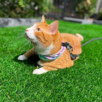 Innovative Turf Designs - All of our synthetic turf is pet friendly.  Even our cats love to lay in the grass - Artificial Turf Near Me