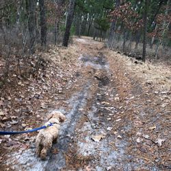 Gil Putnam Memorial Park AKA Jackson Forest