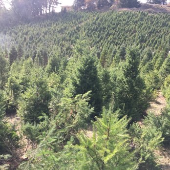 Frosty's Christmas Tree Farm - Christmas Trees Near Me - Los Gatos, California