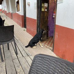 El Fortin Café - A typical POLITE Mexican street dog, patiently waiting for the owner/server to slip him a slice of Pita