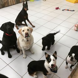 City Sniffers Pet Services