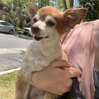 BeachTown Pets Mobile Spa - Pet Groomers Near Me BeachTown Pets Mobile Spa - Pet Groomers Near Me