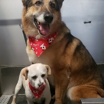 Vida pet grooming - Malcom and Kobe - Pet Sitting Near Me - Reseda, California