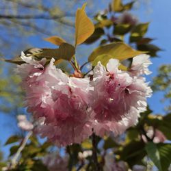Distinctive Gardens