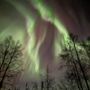 Photo of Aurora Bear