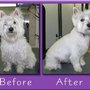 Photo of A Mobile Pet Groomer