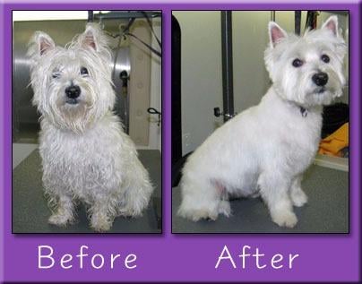 A Mobile Pet Groomer Image