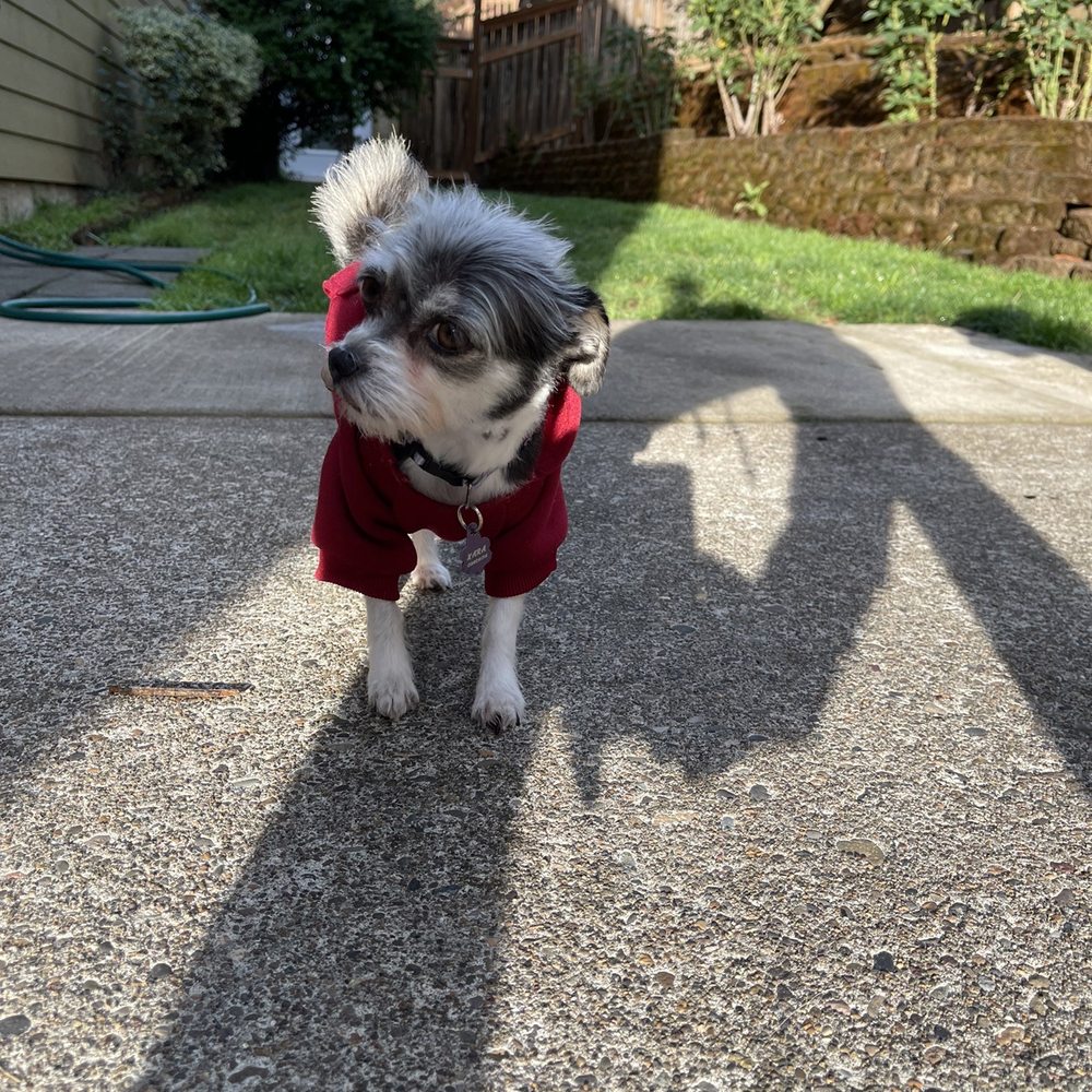 Mudpuppies Grooming - Sweater for the fresh cut is a must! - Pet Groomers Near Me - Oak Grove, Oregon