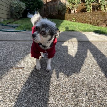 Mudpuppies Grooming - Sweater for the fresh cut is a must! - Pet Groomers Near Me - Oak Grove, Oregon Mudpuppies Grooming - Sweater for the fresh cut is a must! - Pet Groomers Near Me - Oak Grove, Oregon