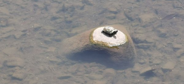 Bishan-Ang Mo Kio Park by null