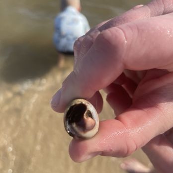 Legacy Towers - Hermit crab - Vacation Rentals Near Me - Gulfport, Mississippi Legacy Towers - Hermit crab - Vacation Rentals Near Me - Gulfport, Mississippi