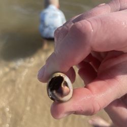 Legacy Towers - Hermit crab