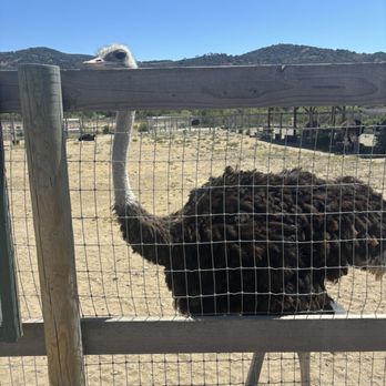 Ostrichland USA - Attraction Farms Near Me - Solvang, California Ostrichland USA - Attraction Farms Near Me - Solvang, California