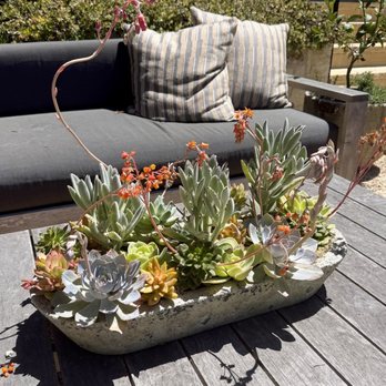 Bella Jardin - Custom succulent - Florists Near Me - Carmel-by-the-Sea, California Bella Jardin - Custom succulent - Florists Near Me - Carmel-by-the-Sea, California