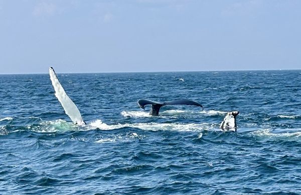 7 Seas Whale Watch by null