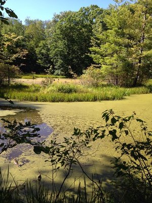 Finger Lakes National Forest by null