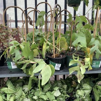 Walmart Supercenter - INDOOR PLANTS being stored outside. - Department Stores Near Me - Smelterville, Idaho Walmart Supercenter - INDOOR PLANTS being stored outside. - Department Stores Near Me - Smelterville, Idaho