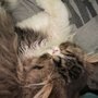 Photo of Pampered Paws Grooming