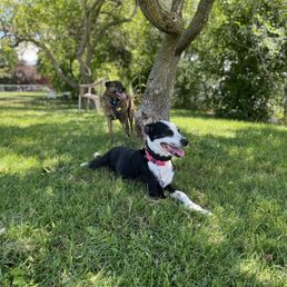 Chilling in the shade Chilling in the shade