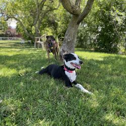 Viking Park - Chilling in the shade