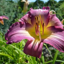 Applewood Nursery & Landscape Supply - Daylilies come in so many great colors, like these purple ones that are currently in bloom at the nursery.