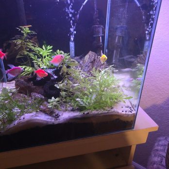 PetSmart - $4 Whiteskirt baby tetra charged as a $11.99 glofish. Manager rude. - Pet Groomers Near Me - Weatherford, Texas