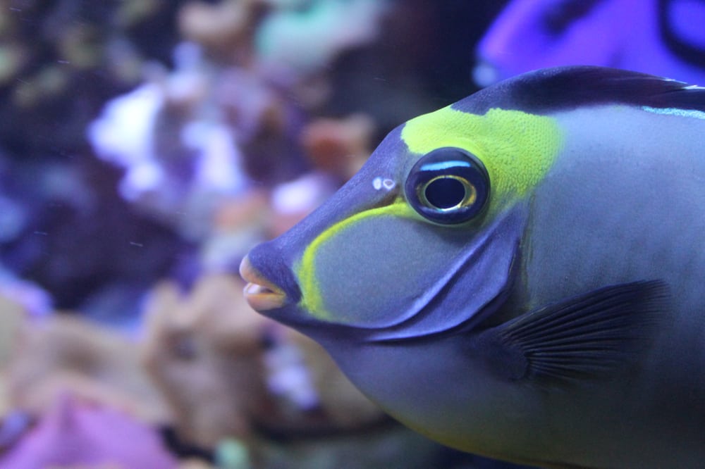 AURA AQUARIUMS 13 Photos Jacksonville, North Carolina Pet Stores Phone Number Yelp