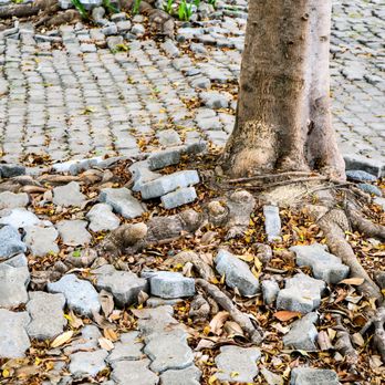 Schra Construction - Tree roots will move water & sewer pipelines causing breaks and leaks. - Septic Services Near Me - Loveland, Colorado