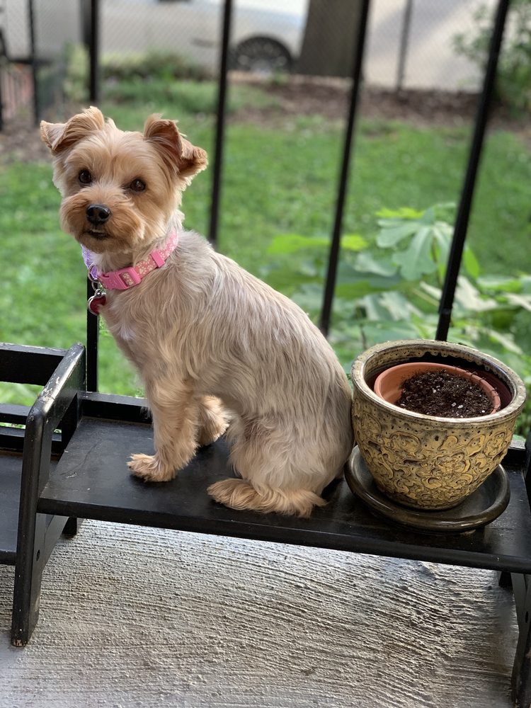 DC DOG GROOMING MOBILE PET SALON Updated August 2024 15 Reviews