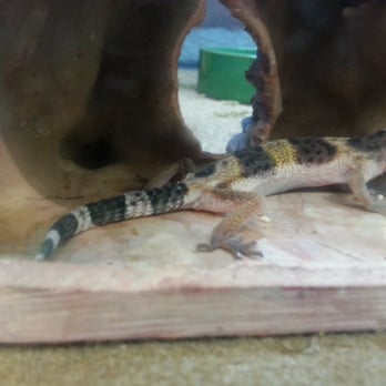Petco - Extremely underweight gecko - Pet Stores Near Me - Elk Grove, California Petco - Extremely underweight gecko - Pet Stores Near Me - Elk Grove, California