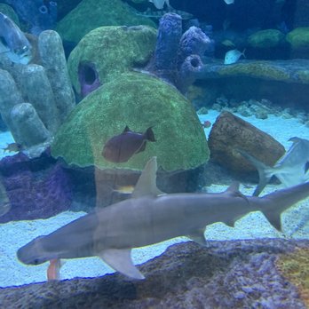 Oklahoma Aquarium - Aquariums Near Me - Jenks, Oklahoma